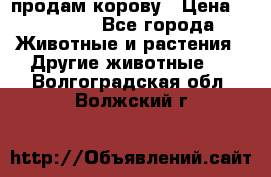 продам корову › Цена ­ 70 000 - Все города Животные и растения » Другие животные   . Волгоградская обл.,Волжский г.